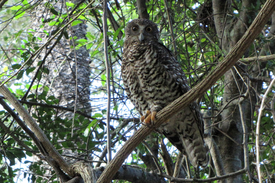 Powerful Owl (Ninox strenua)